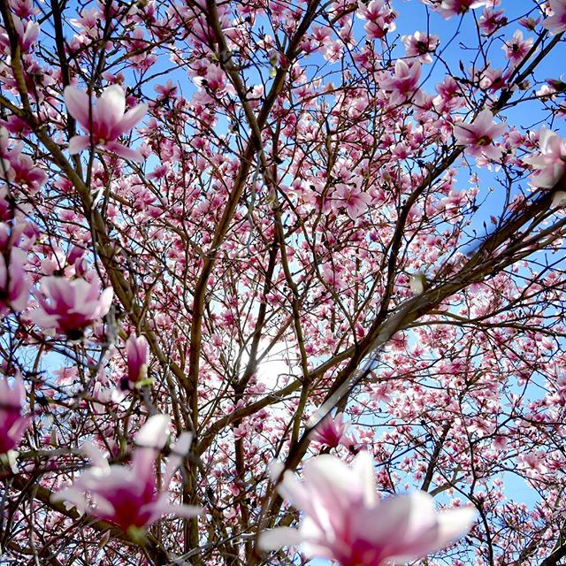 Blossoms 🌸 
#naturephotography #naturelovers #spring #primavera #flowers #afternoonglow