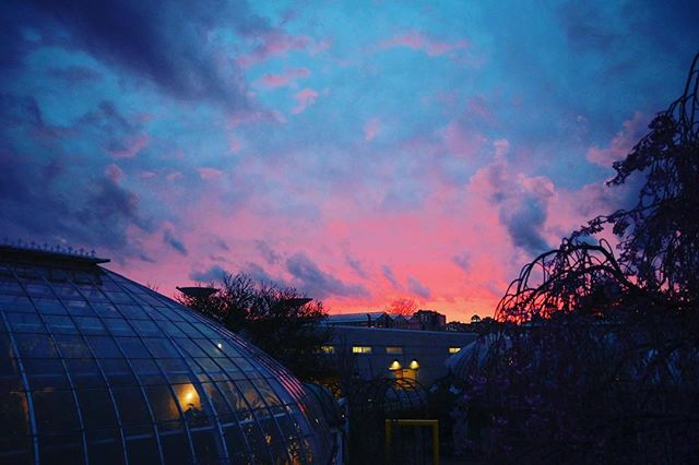 Sunset in the city 🌃 &bull;
&bull;
#landscape #phippsconservatory #clouds #cityscape #skyscape #saturatedsky #botanicalgardens #nikonz7