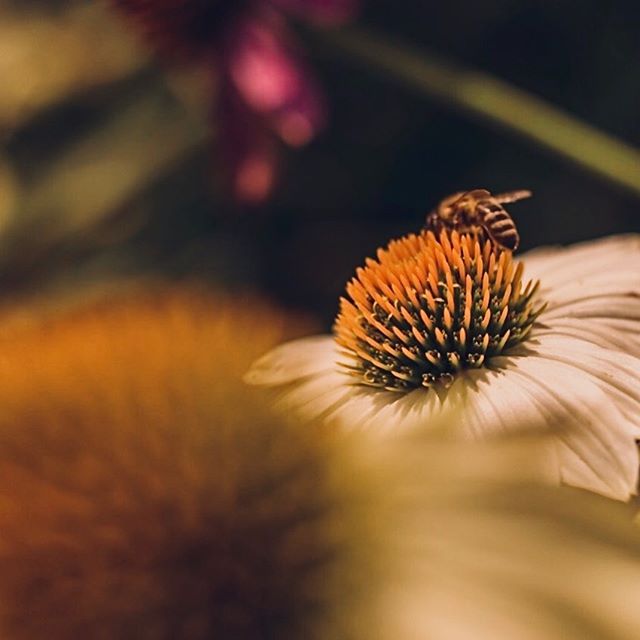 Summer job 🐝 
#bees #flowers #nikonz7