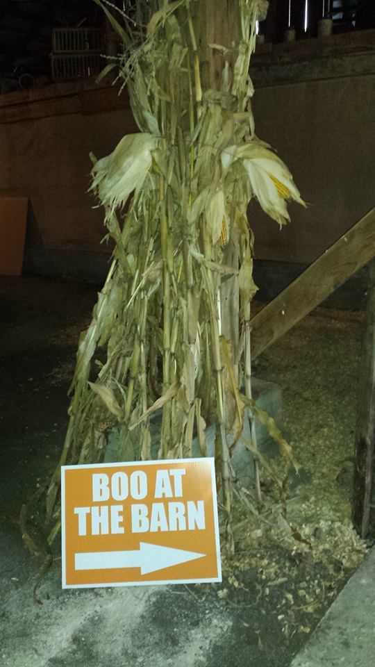 Boo corn stalks.jpg