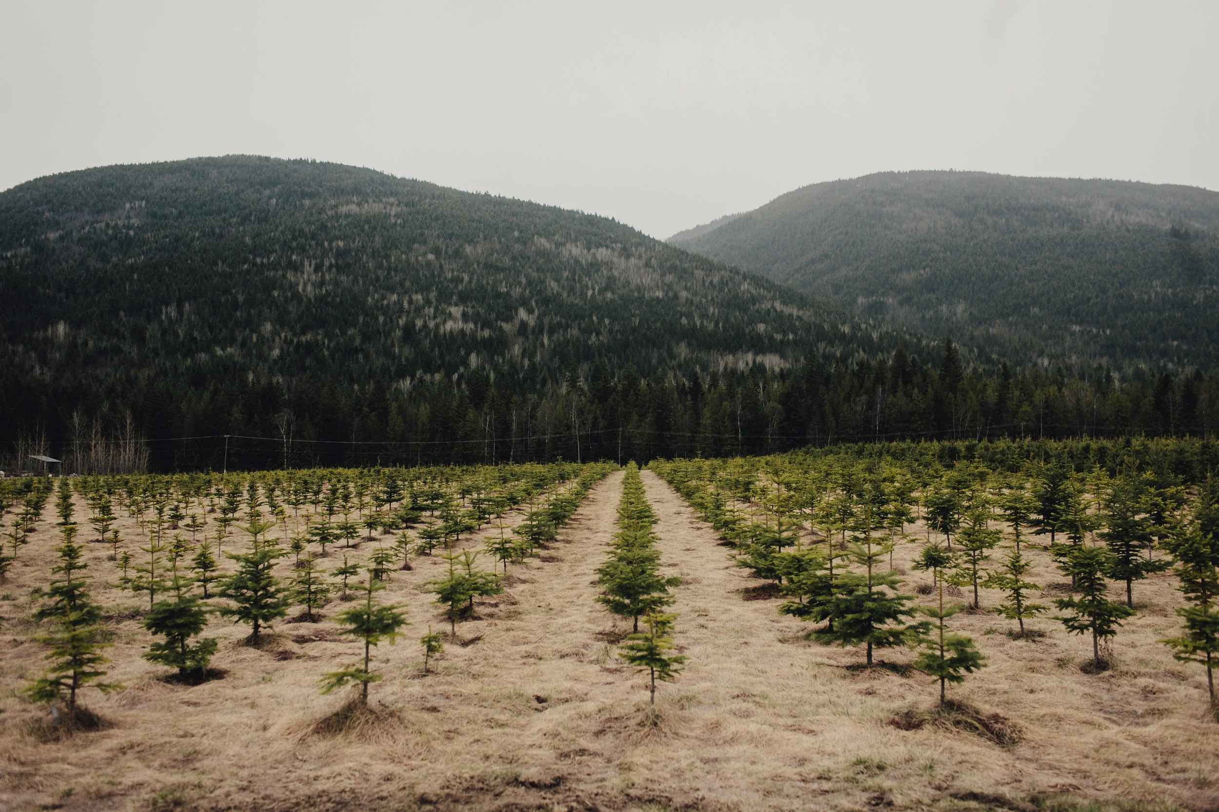 TR2013TREEFARM.JPG