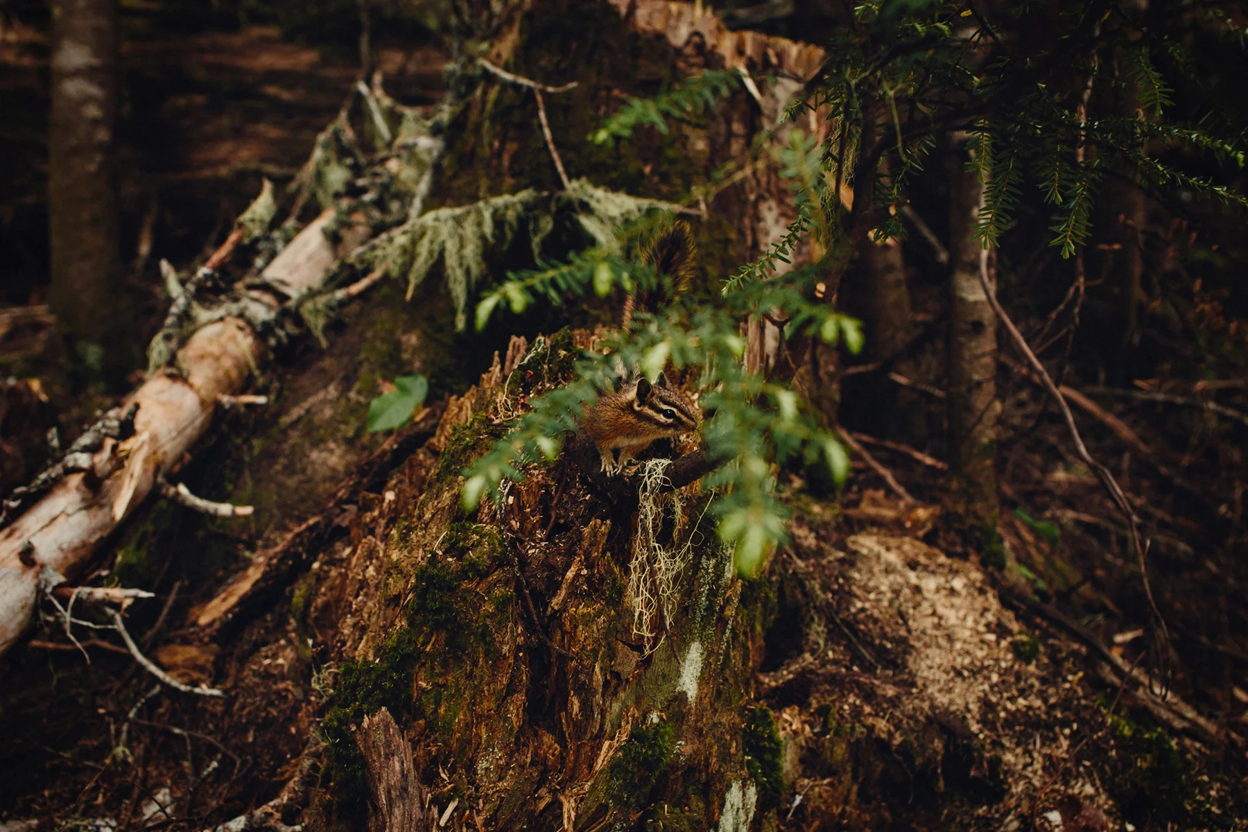 black-tusk-hike-garibaldi-provincial-park-photo-0014.jpg