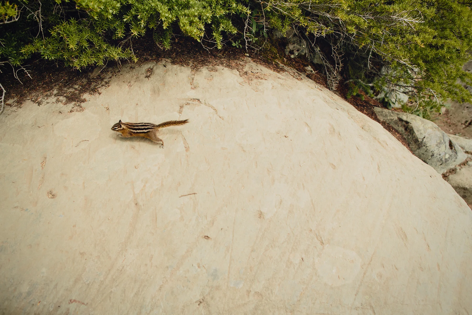 black-tusk-hike-garibaldi-provincial-park-photo-0016.jpg