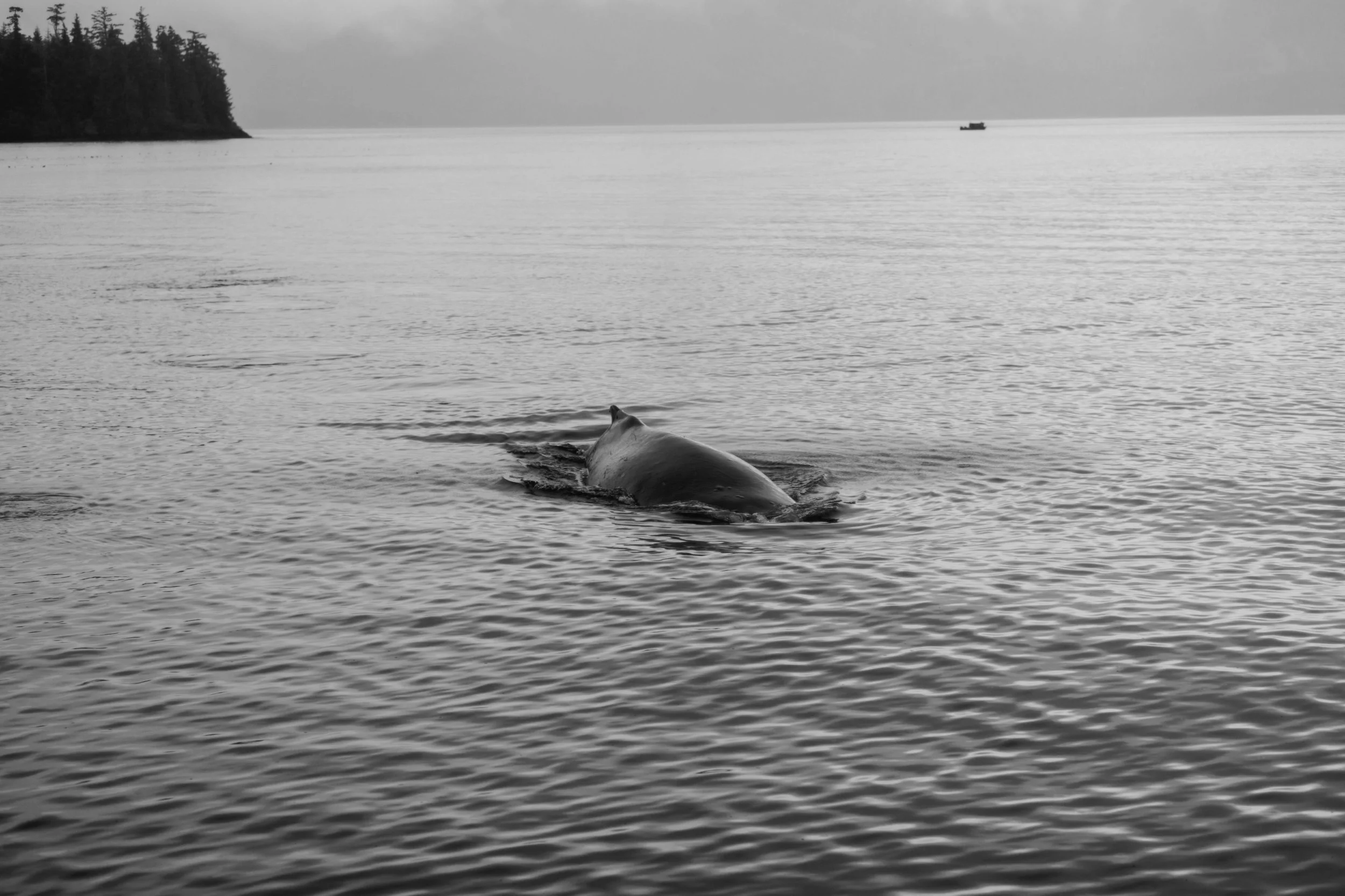 whale-watching-telegraph-cove-00051.jpg