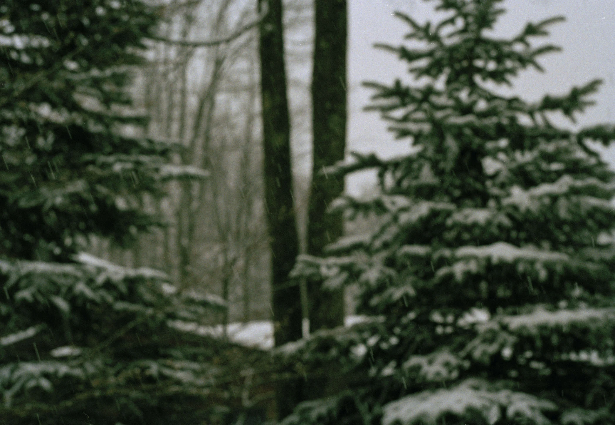 Taller Trees , White Haven, 2012