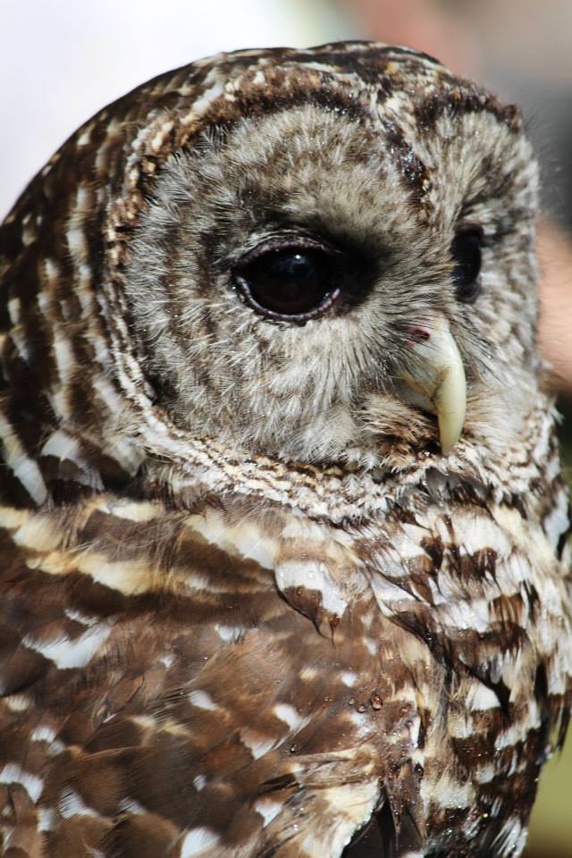 Hershey, Barred Owl