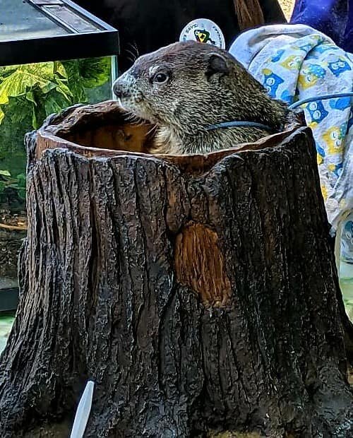 Sweet Pea, Groundhog