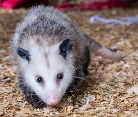 Primrose, Virginia Opossum