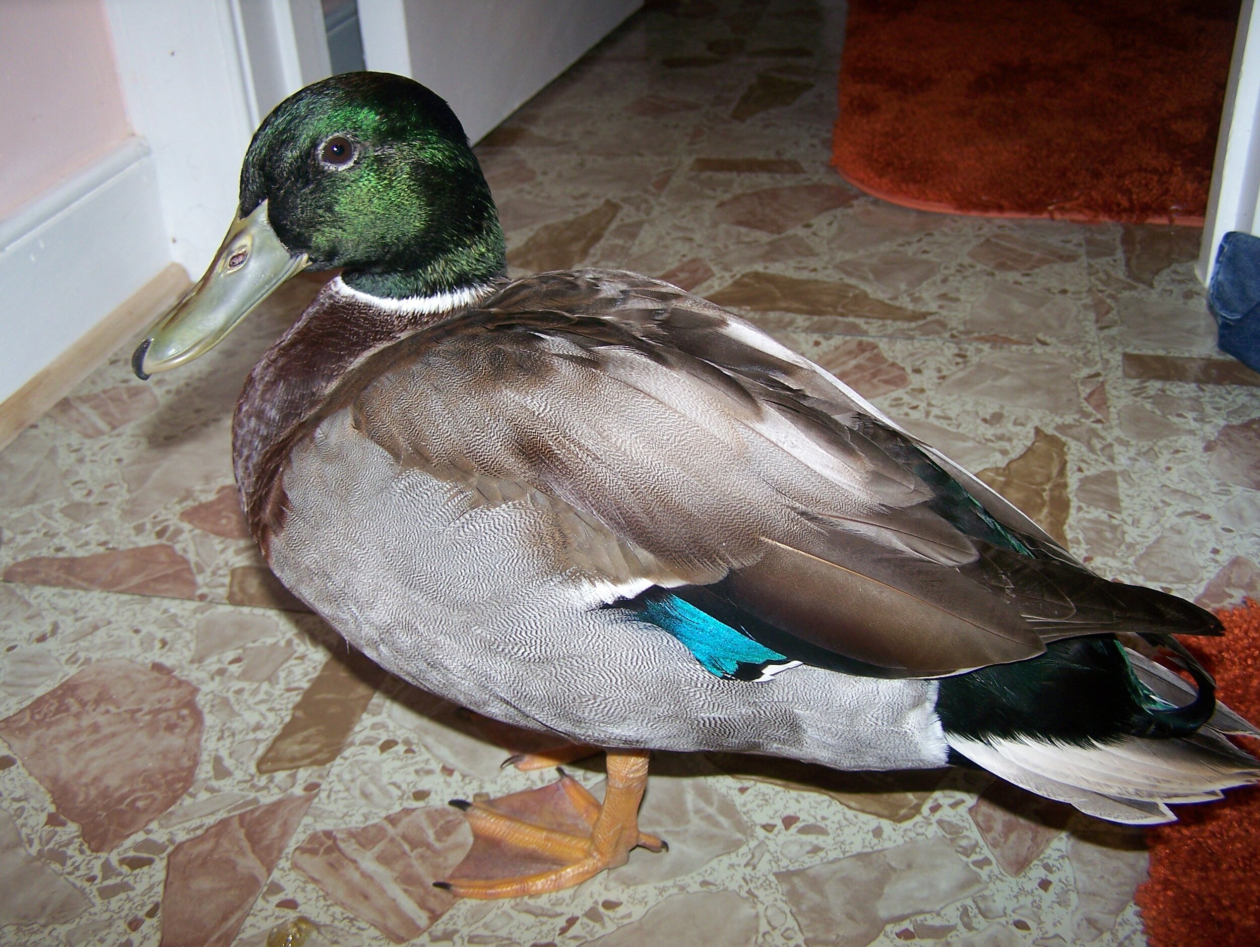 Duck-duck, Mallard Duck