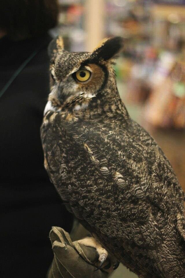 Gabby, Great Horned Owl