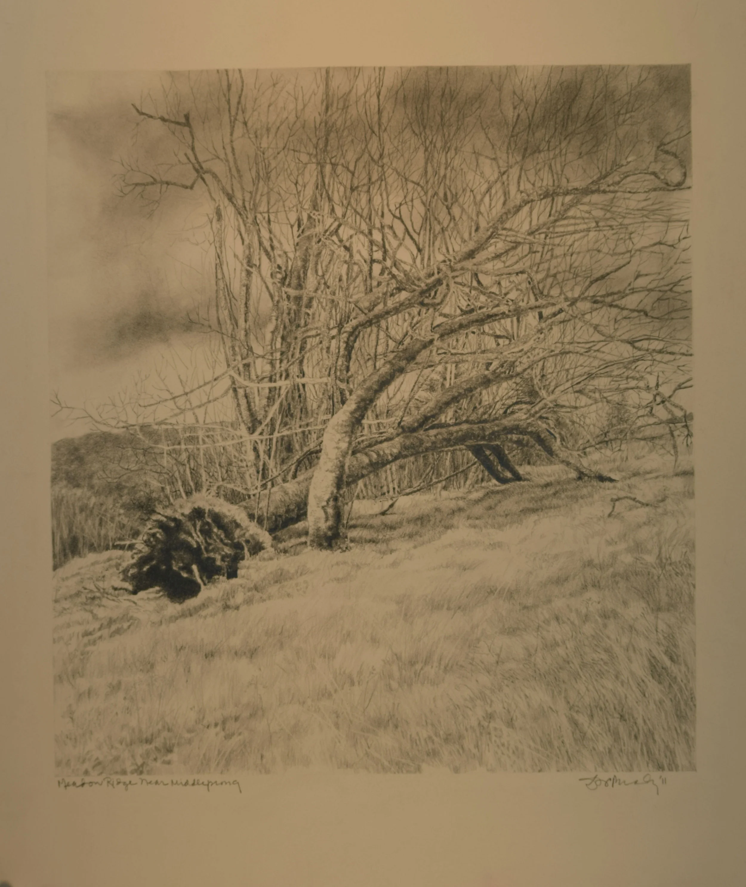 Meadow Ridge Near Middle Prong