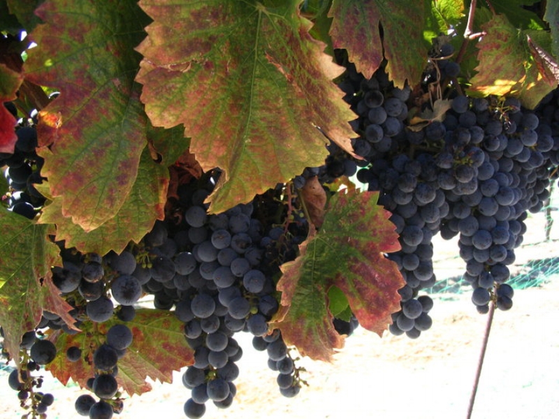 grapes.jpg