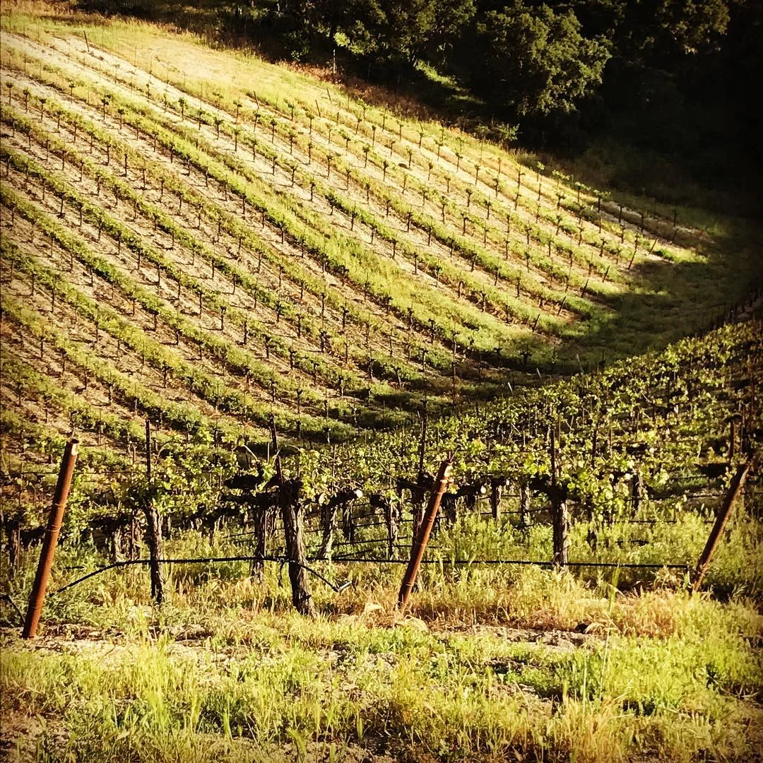 the nooks & crannies of Midnight Vineyards