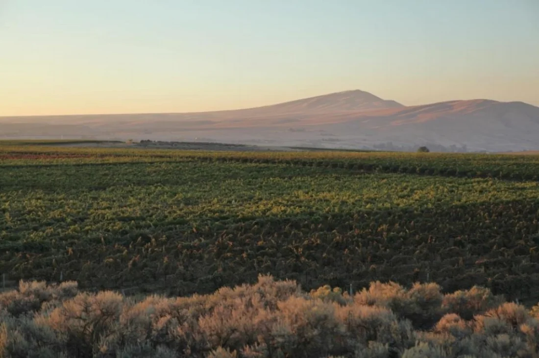 Kiona Vineyards at dusk