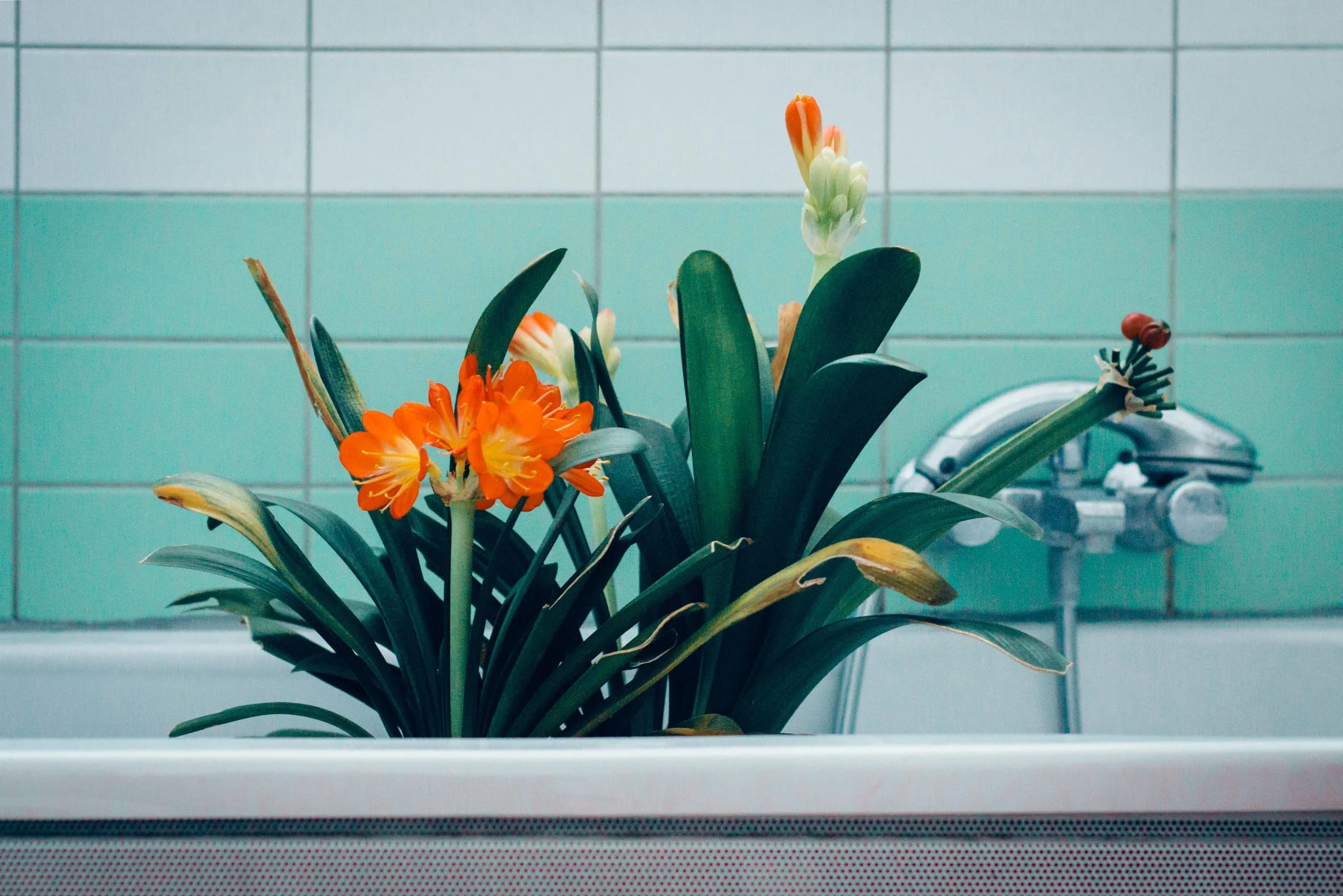 Spring bath