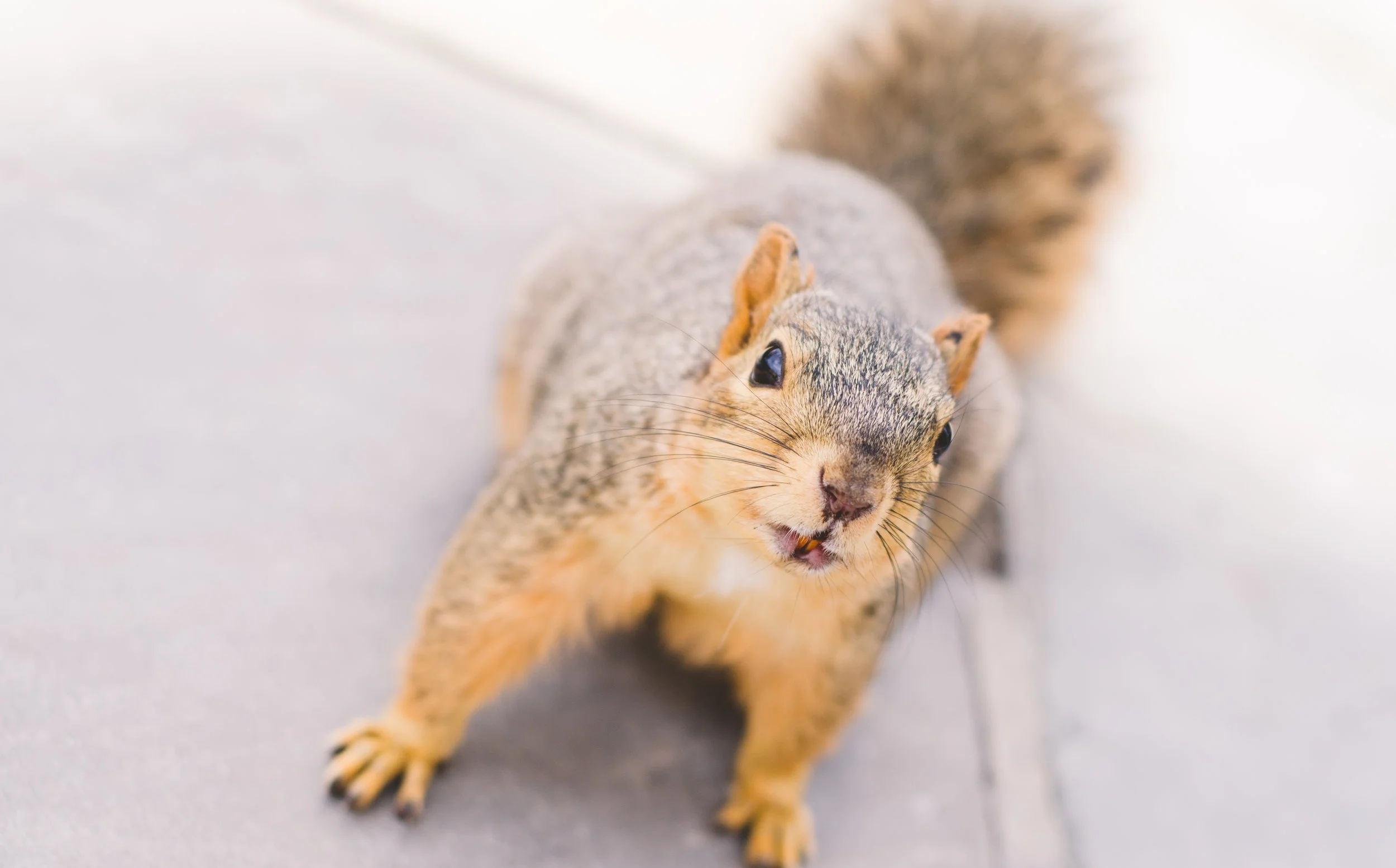 squirrel.jpg