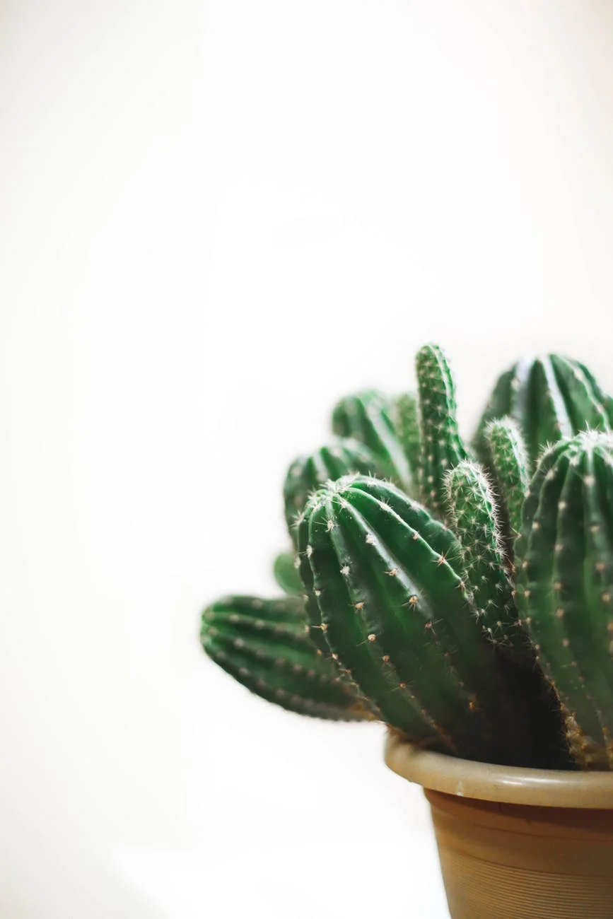 Picture by Pexels
