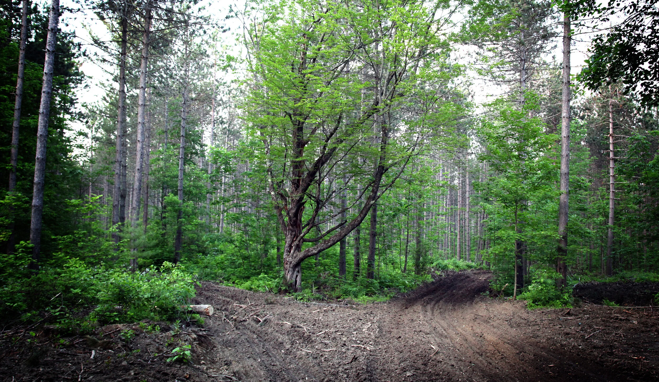 tree-path.jpg