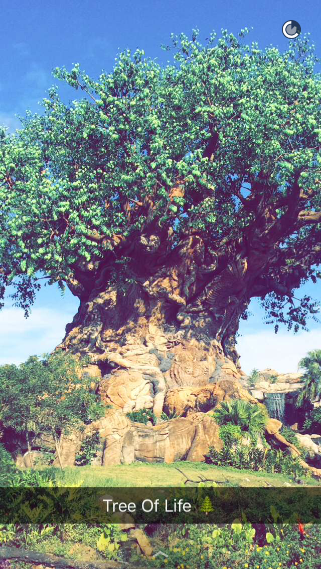 Walt Disney Animal Kingdom..