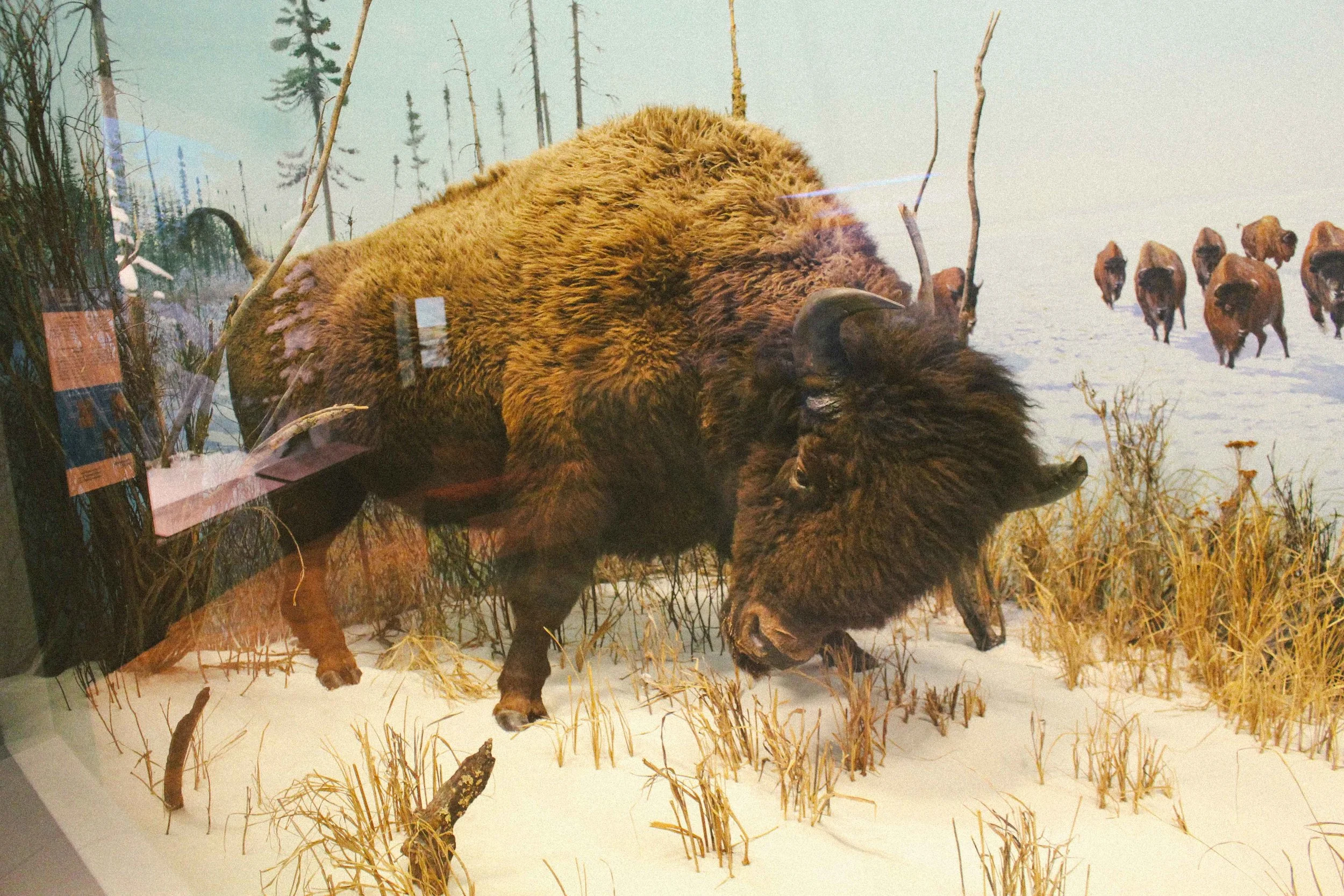 CANADA TOUR AGOSTOS 2017-32.jpg