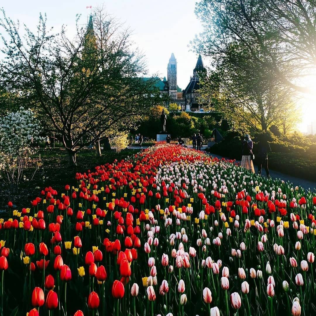 El 5 de mayo se cumple el 75 aniversario de la liberaci&oacute;n de los Pa&iacute;ses Bajos.  7.600 canadienses murieron ayudando a liberar a los Pa&iacute;ses Bajos.  En 1945, los holandeses enviaron 100.000 bulbos de tulipanes como un regalo de agr