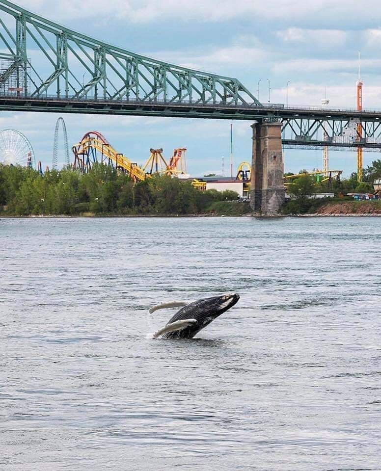 &iexcl;Ballena jorobada avistada en Montreal el d&iacute;a de ayer! 🐋 📸 @ jfsavaria en IG  #viajacheck