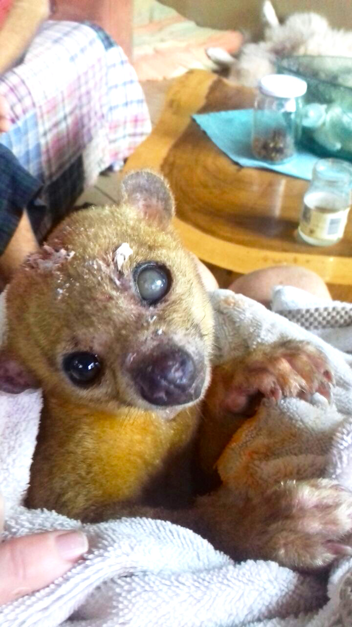 Kinkajou.jpg