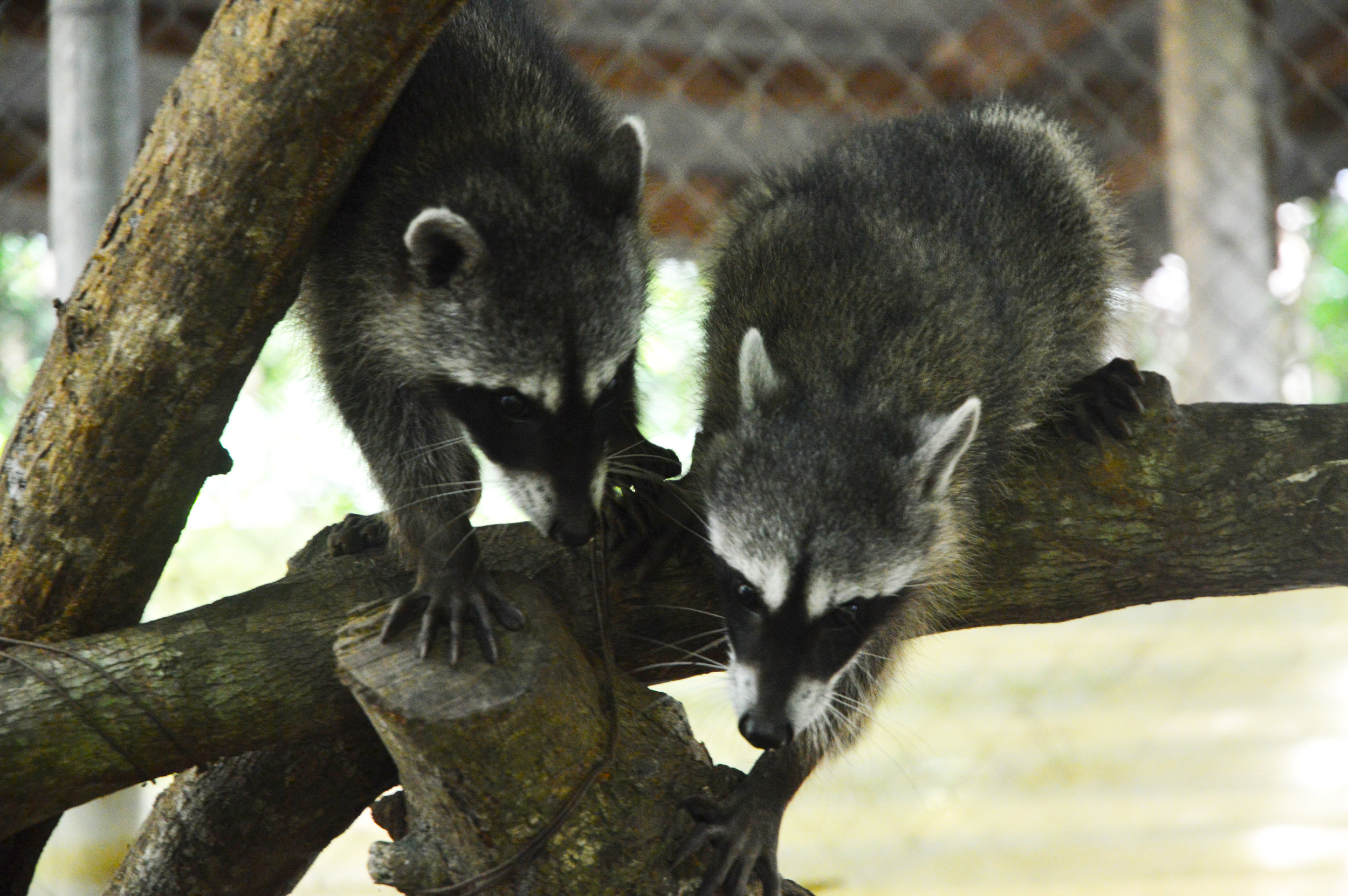 2 Raccoons.jpg