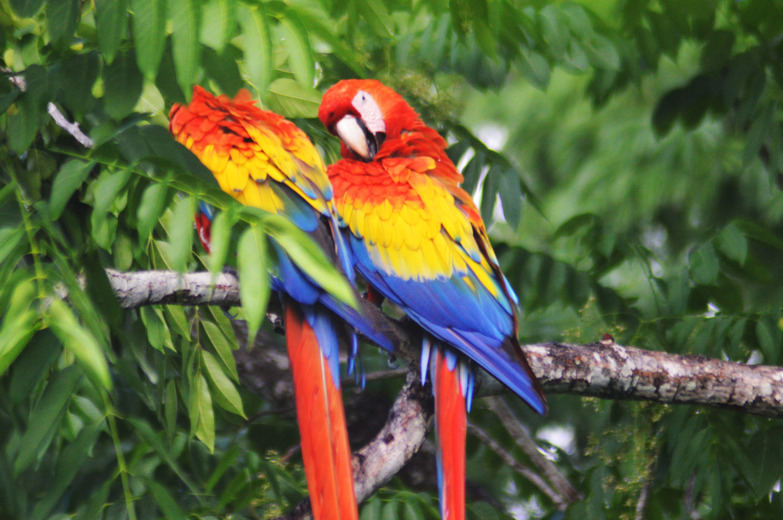 Retouched - 2 Macaws on Branch.jpg