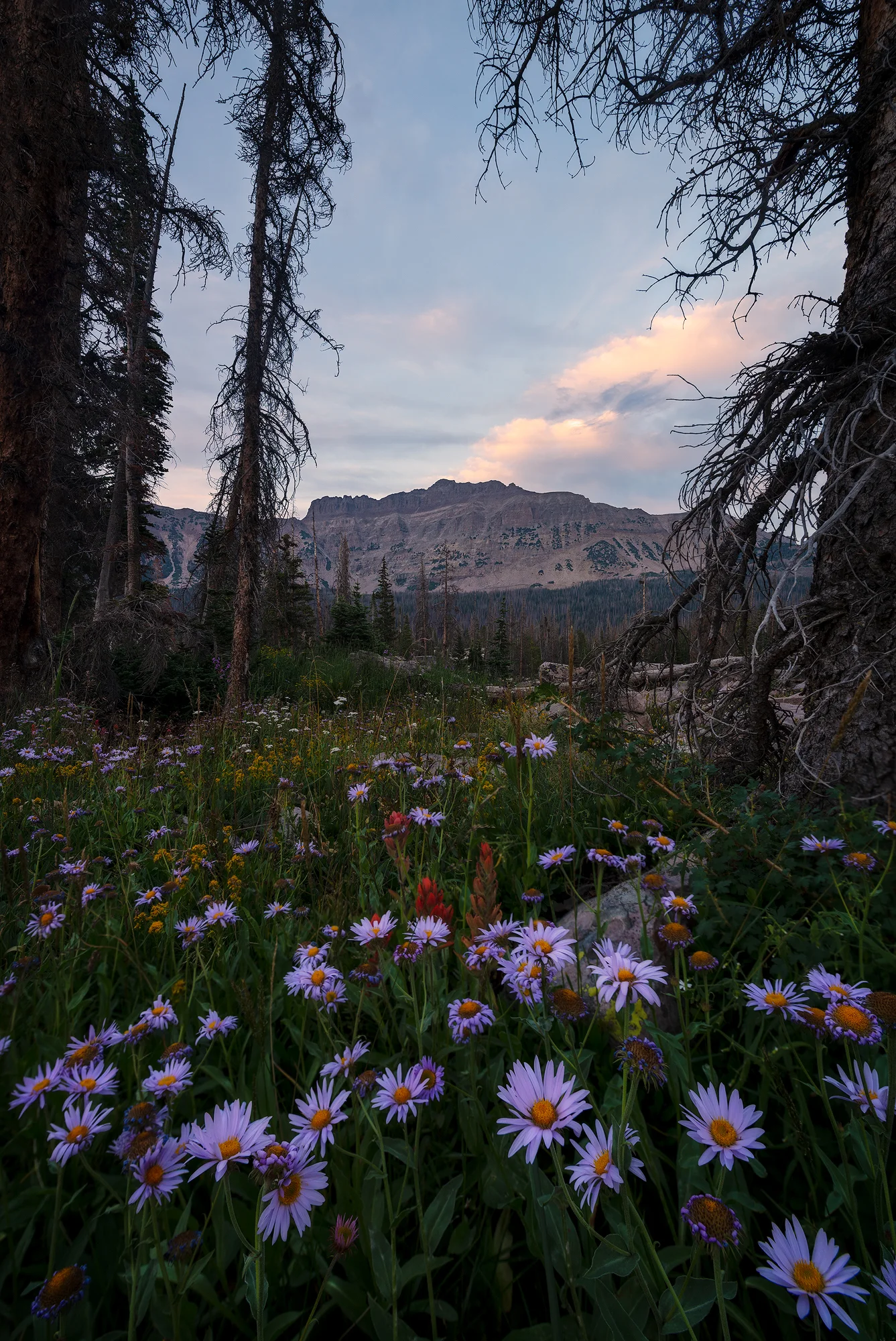 HAYDEN'S POSEY
 Kamas, Utah 