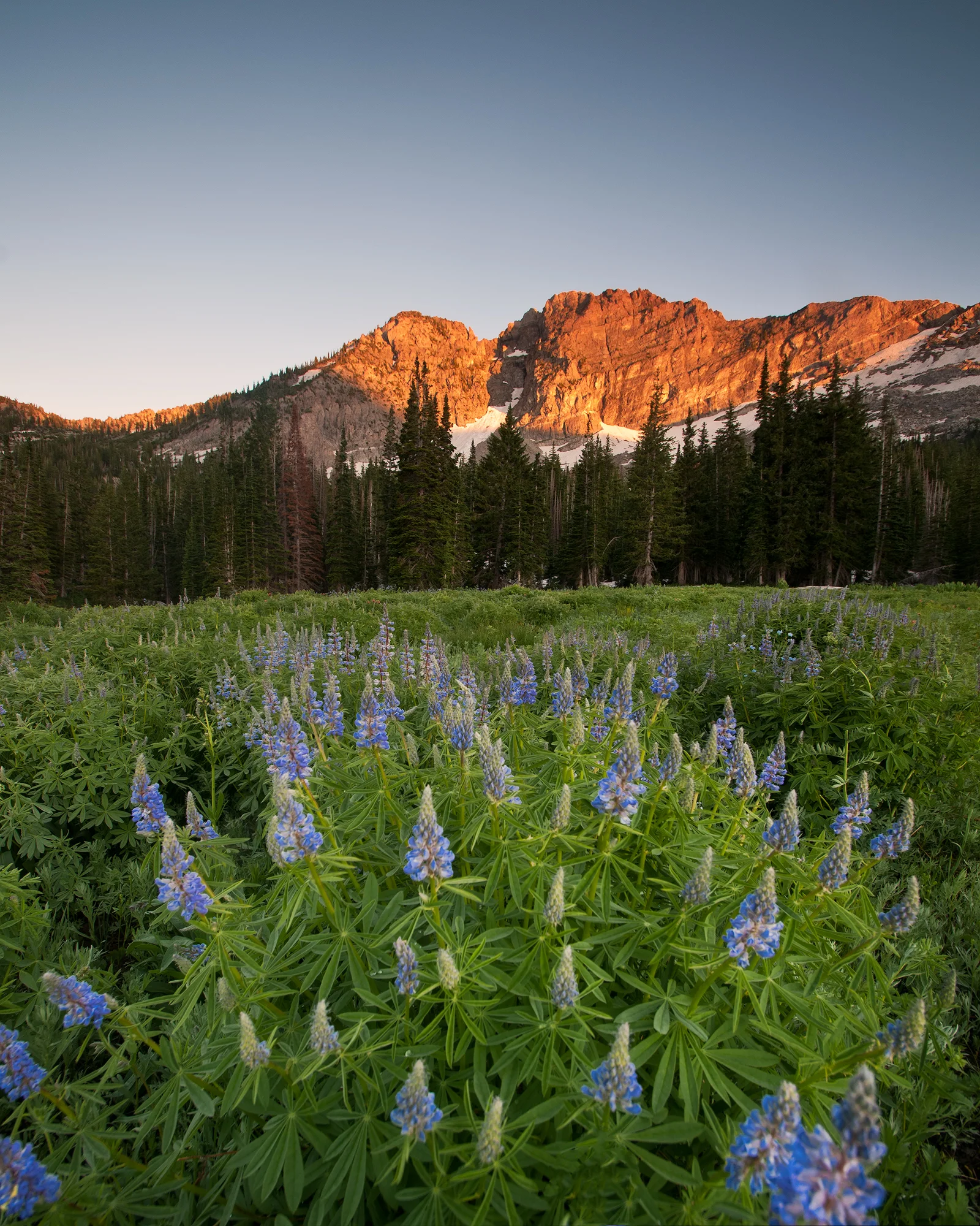 Flowers & Fresh Scents copy.jpg