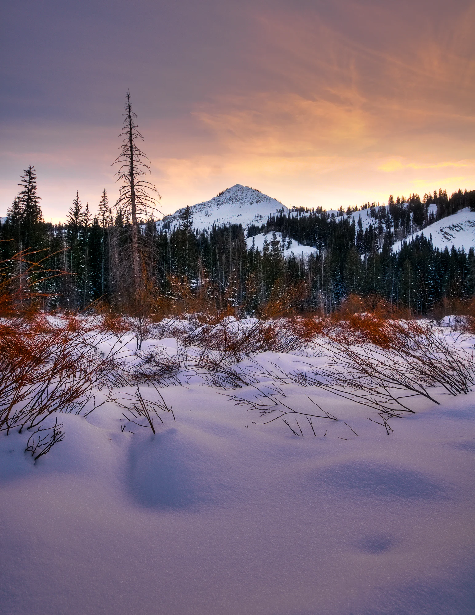 Winter Wonderland.jpg