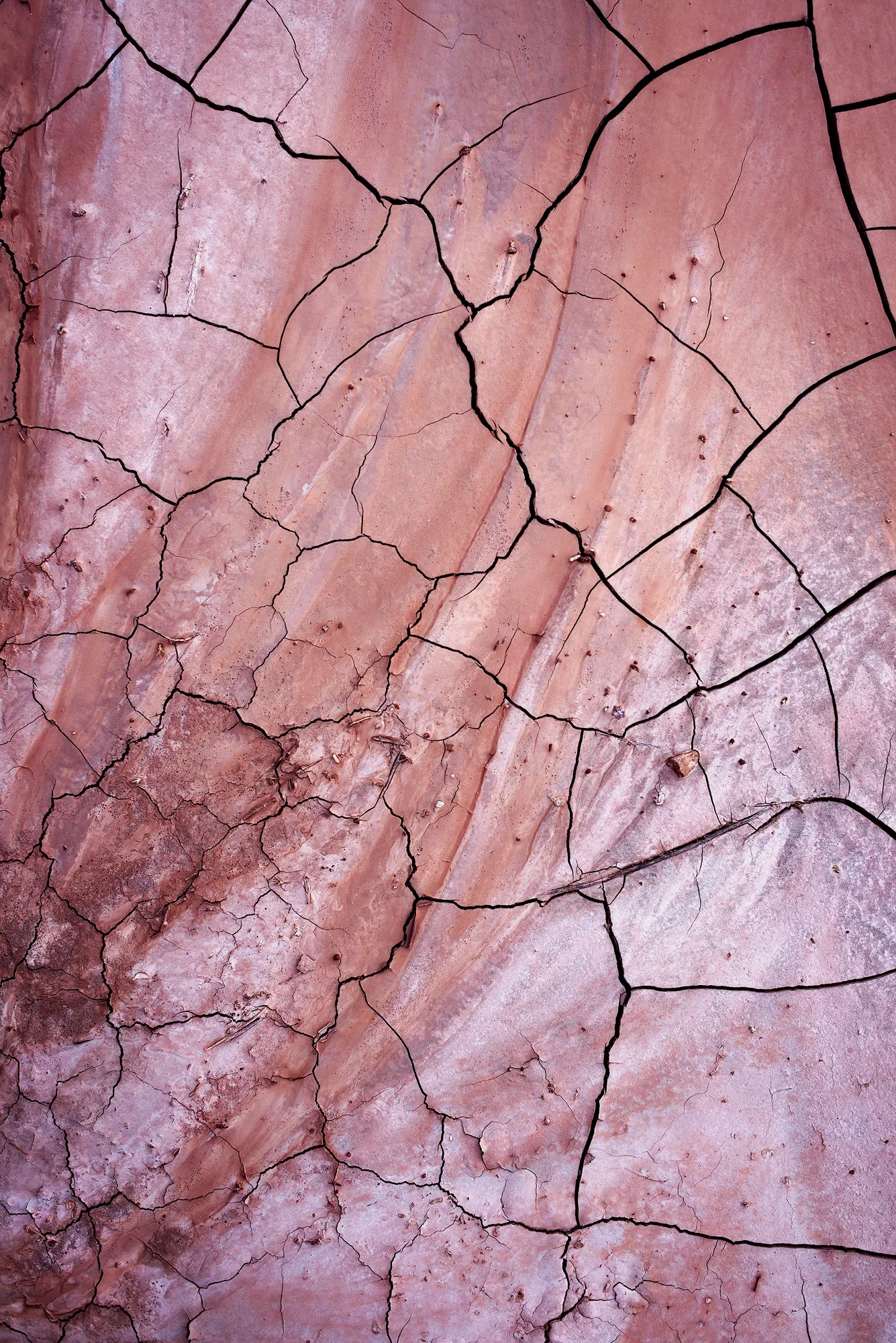Desert Blush