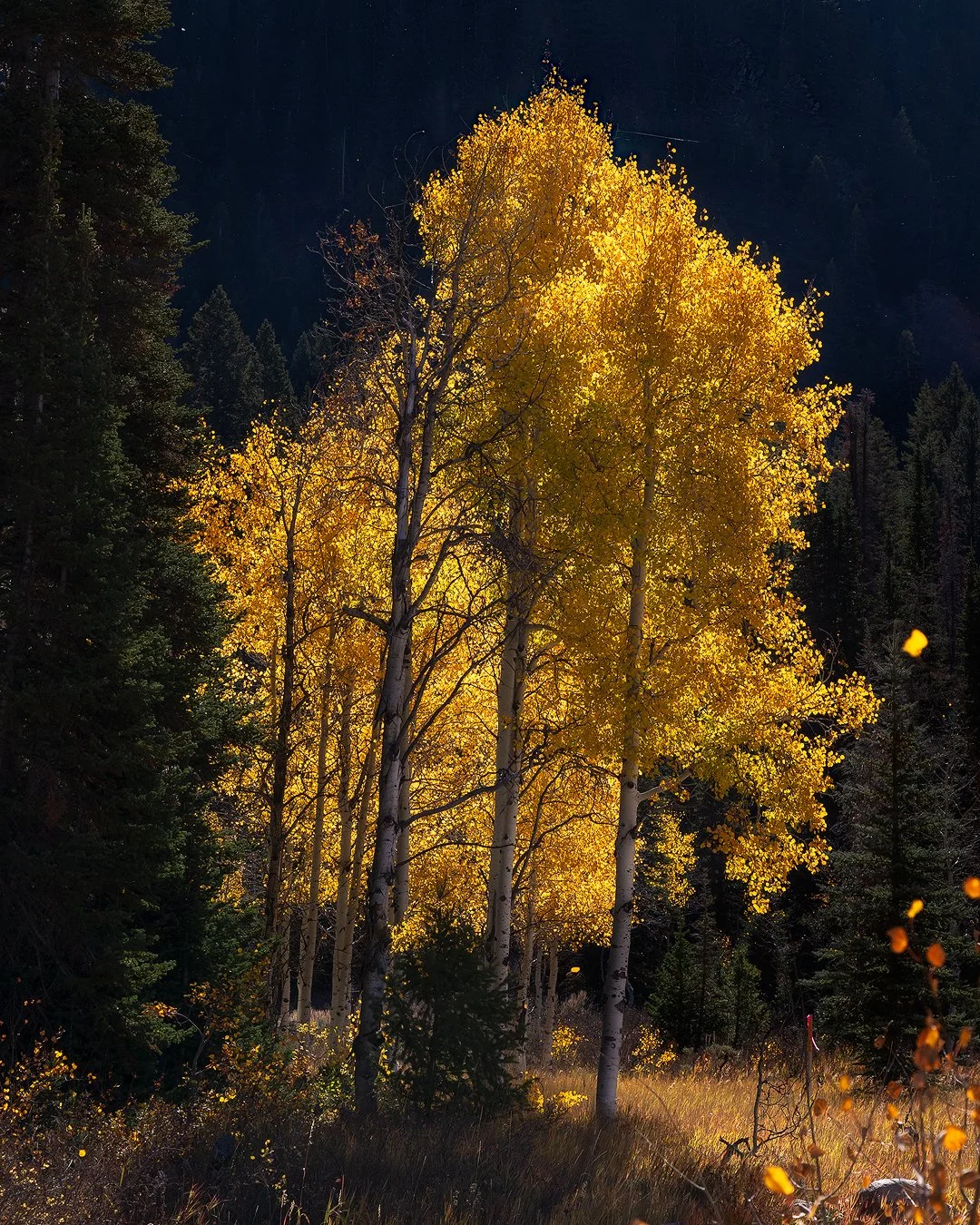 _I9A2033-Edit copy.jpg