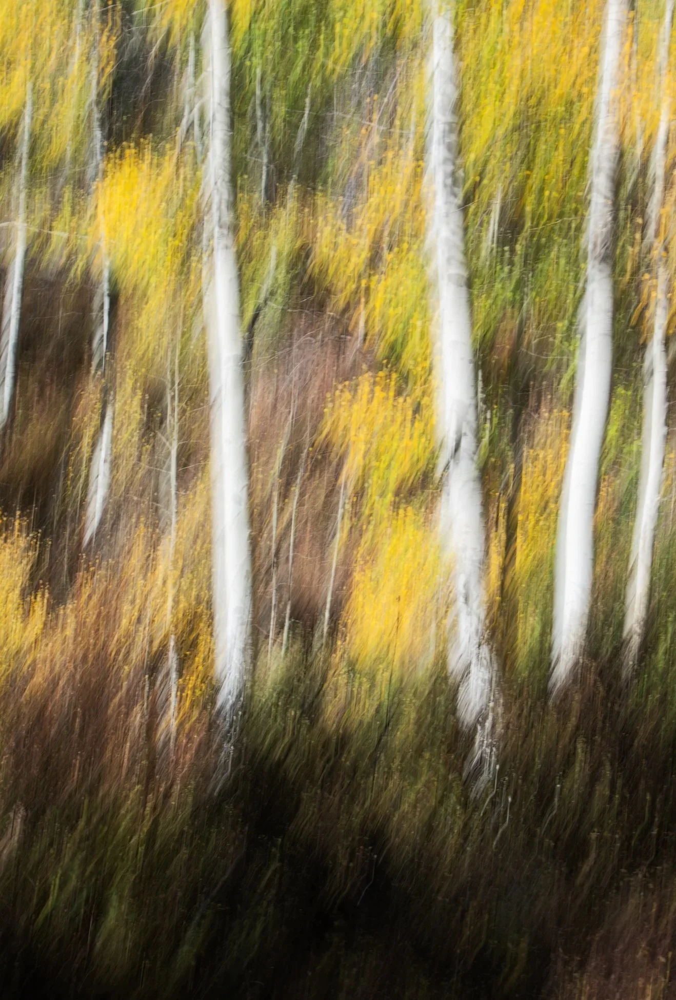 Monet%27s+Aspens.jpg