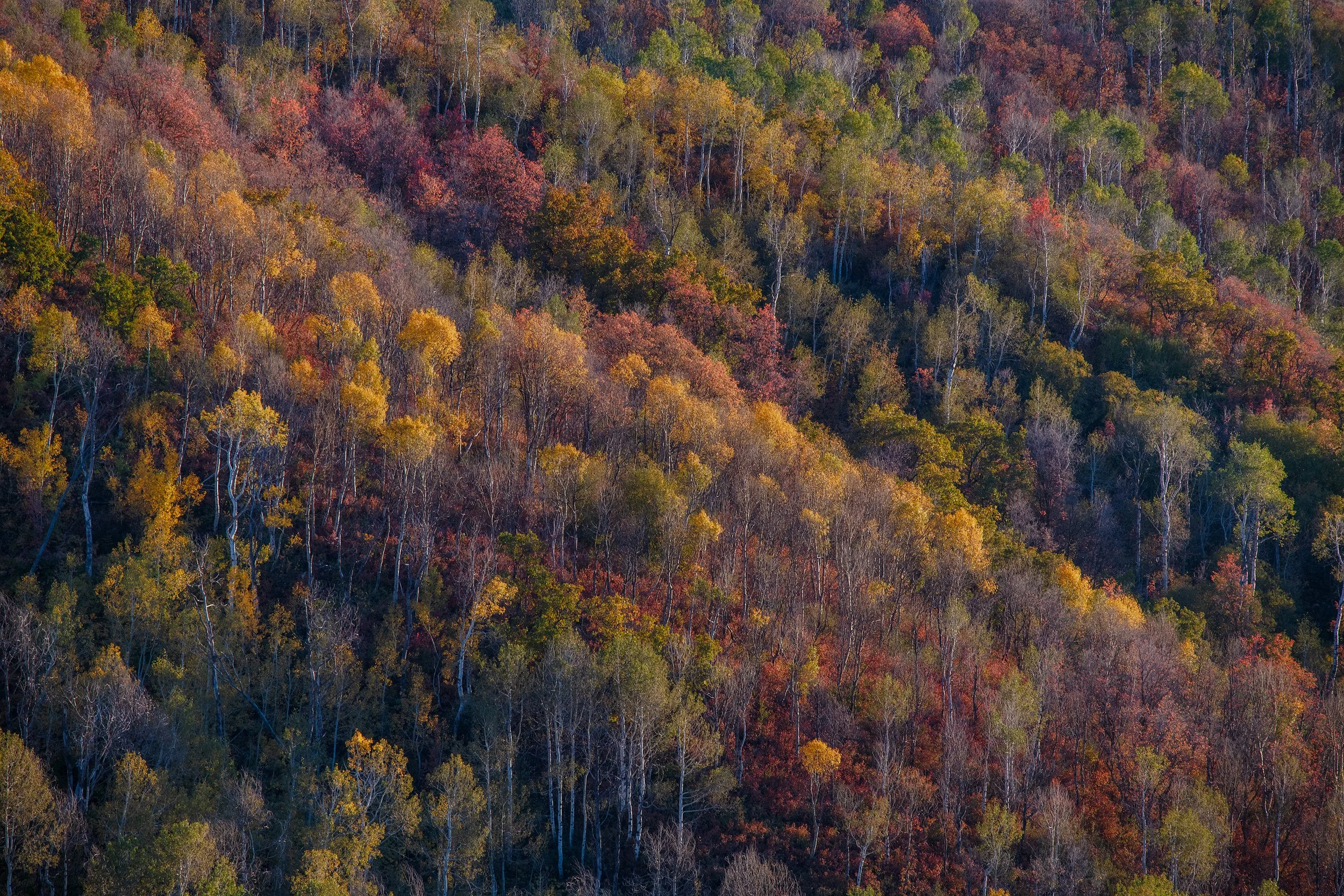 AUTUMN ARRAY
 Morgan County, Utah