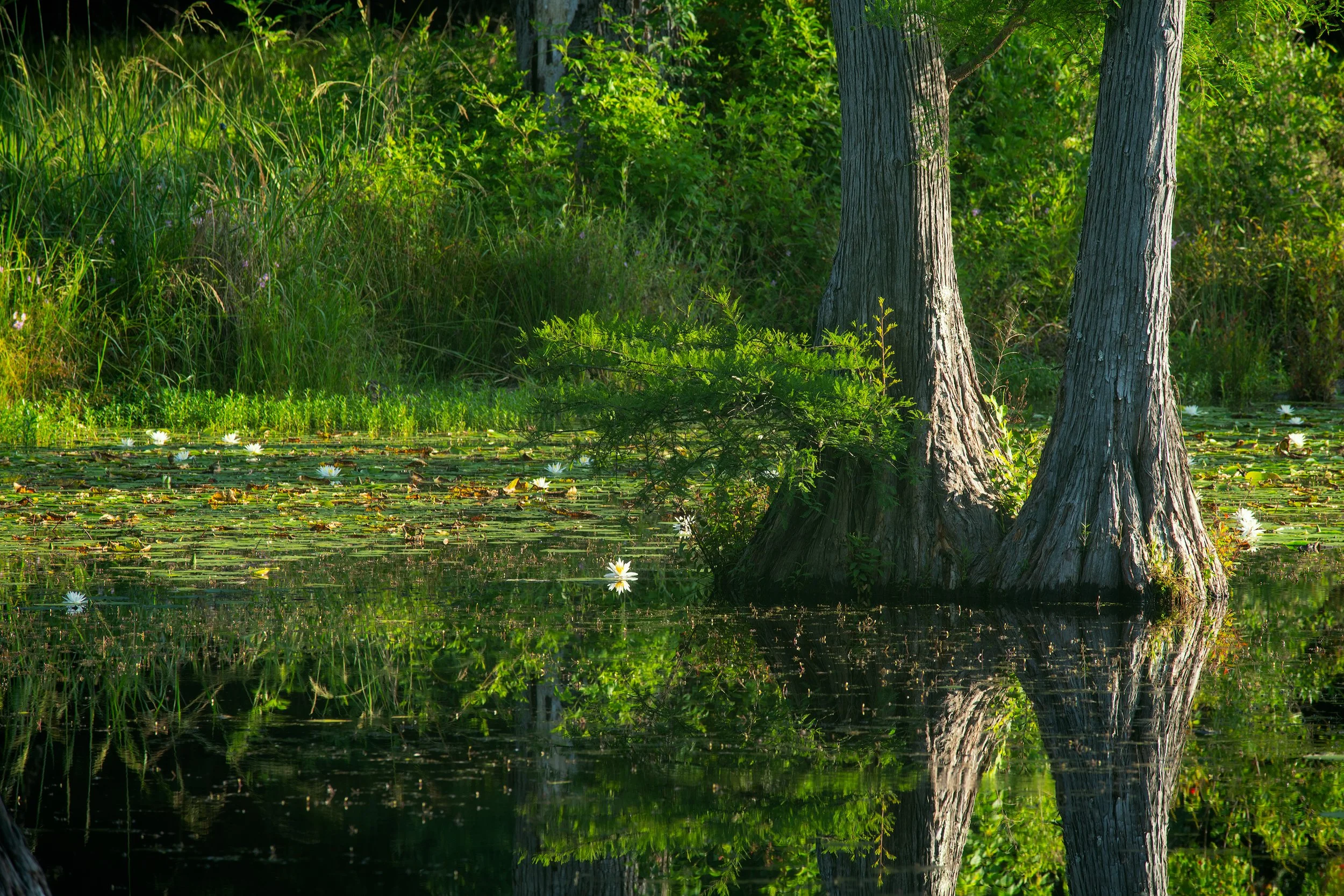 ROOTED
 Mississippi
