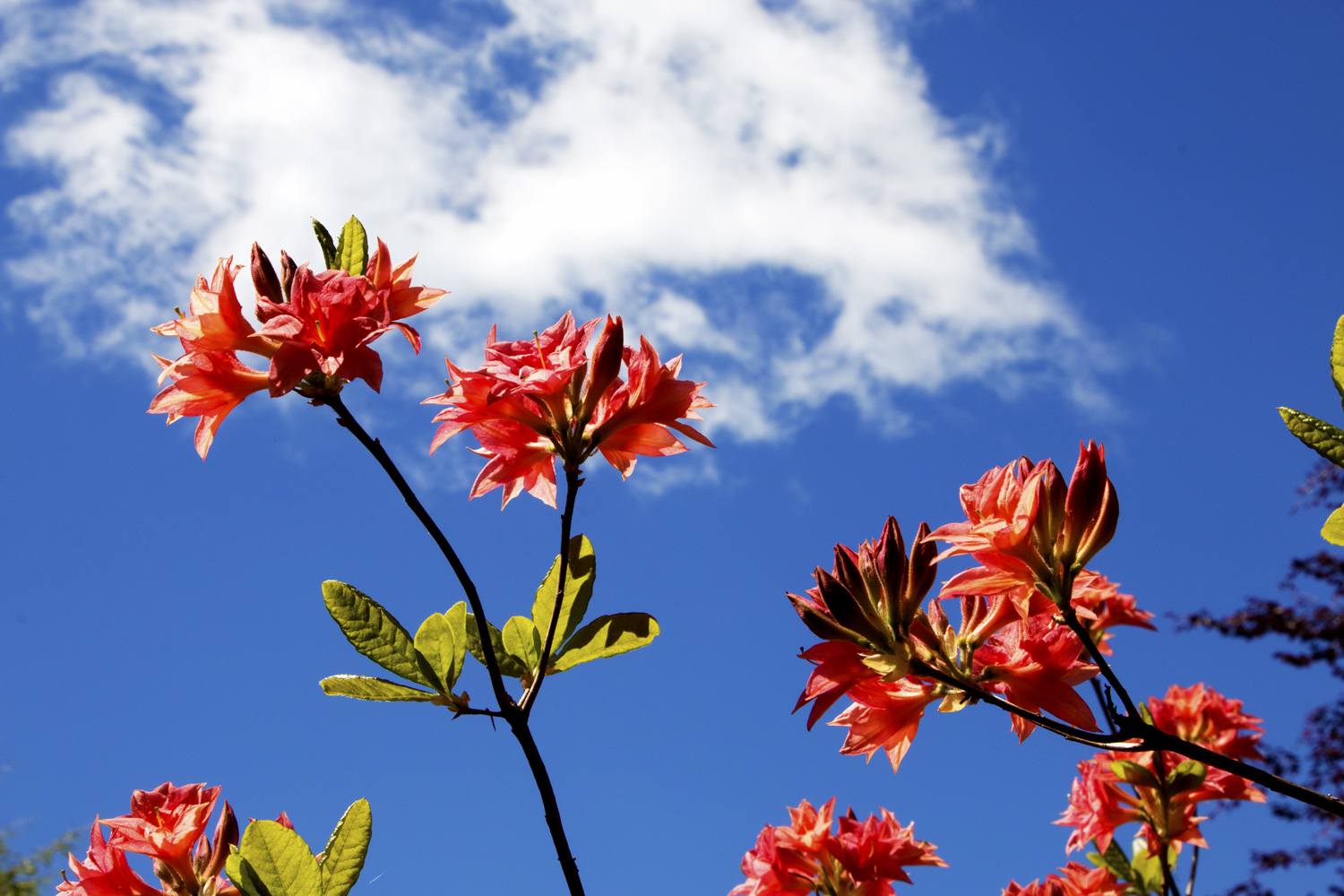 3557-orange-rhodo-blue-sky-1500-80.jpg