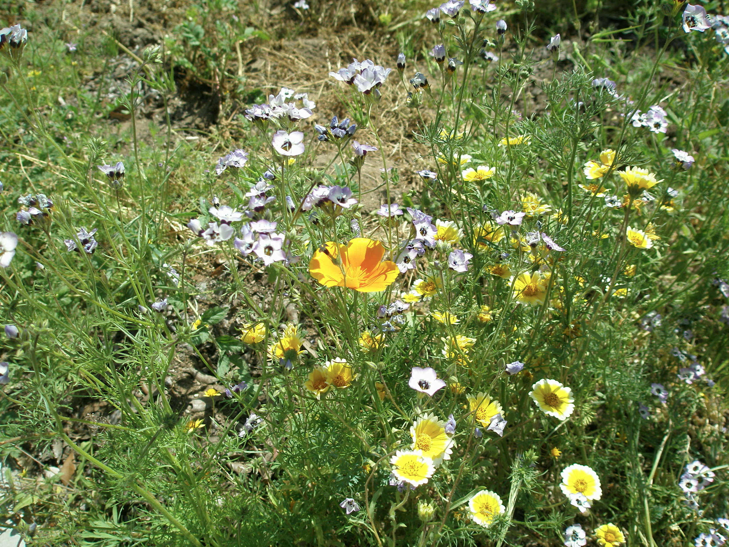 California Native Wildflower Mixture