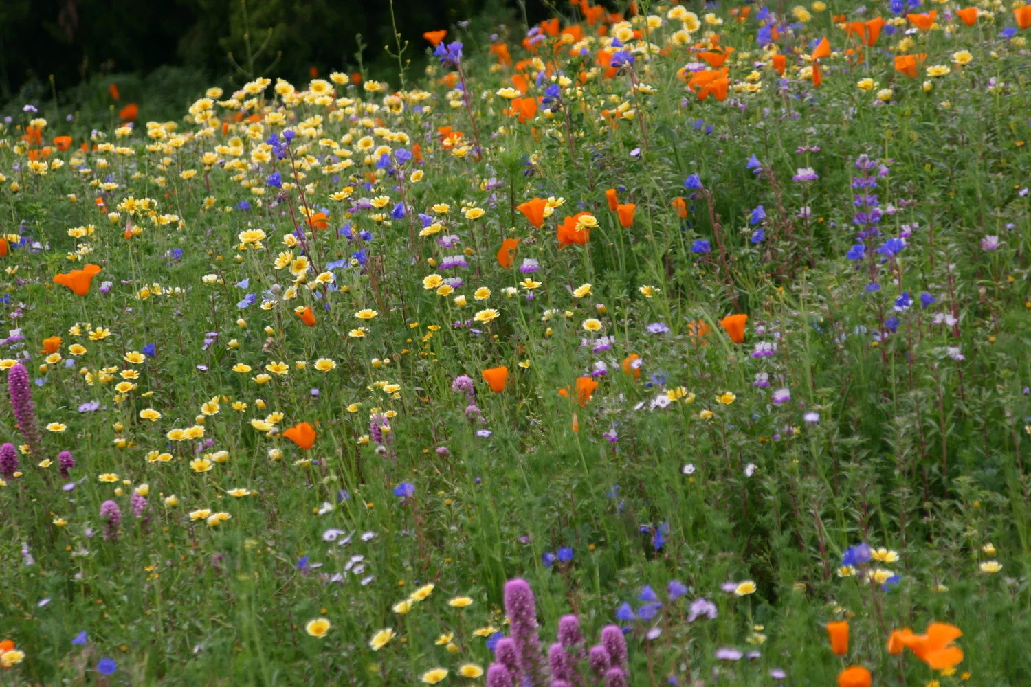 Seed was spread to create overlapping drifts of color, which is essential to maintain drama in such a large planting of wildflowers. Photo by Greg Rubin.