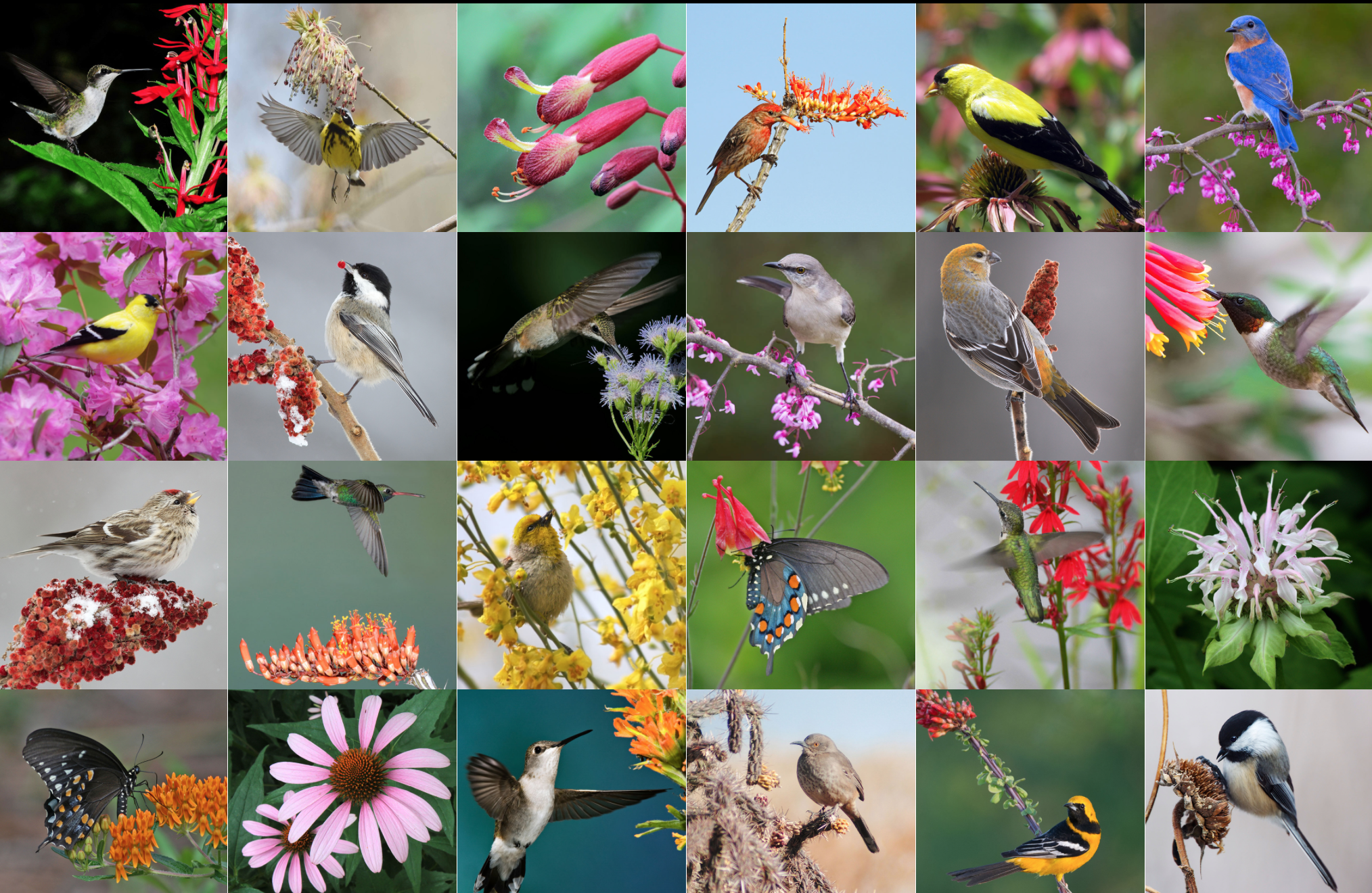 Photos: Top row, left to right: Tom Mayhew/Audubon Photography Awards (APA); Dennis Derby/APA; Will Stuart; Philip Sonier/APA; Victoria Ambrosey/APA; Glenda Simmons/Great Backyard Bird Count (GBBC). Row 2: Christopher Mann/APA; Missy Mandel/GBBC; Carmen Elia/APA; Glenda Simmons/GBBC; Rejean Turgeon/GBBC; David Shipper/APA. Row 3: Missy Mandel/GBBC; David Daniels/APA; Lisa Langell/APA; Will Stuart; Kristen Cart/APA; Will Stuart. Bottom row: Will Stuart (2); Richard Pick/APA; Brandon Percival/GBBC; Virginia Short/APA; Jeanette Tasey/APA