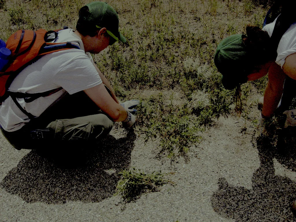 Pulling Weeds YCC crew decided to spend some time pulling weeds along one of the walking trails. Photo Credit: BRMBR YCC https://www.flickr.com/photos/usfwsmtnprairie/23160907