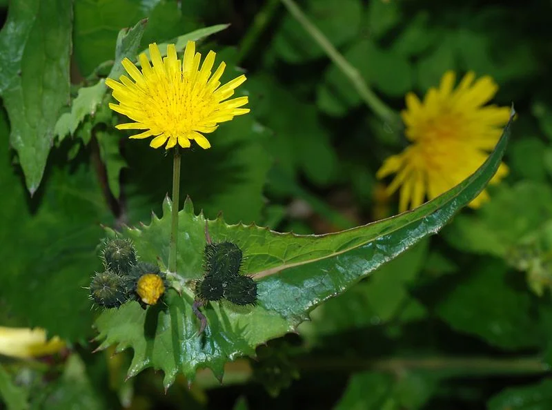 Sow Thistle (Sonchus oleraceus) non-native weed in California