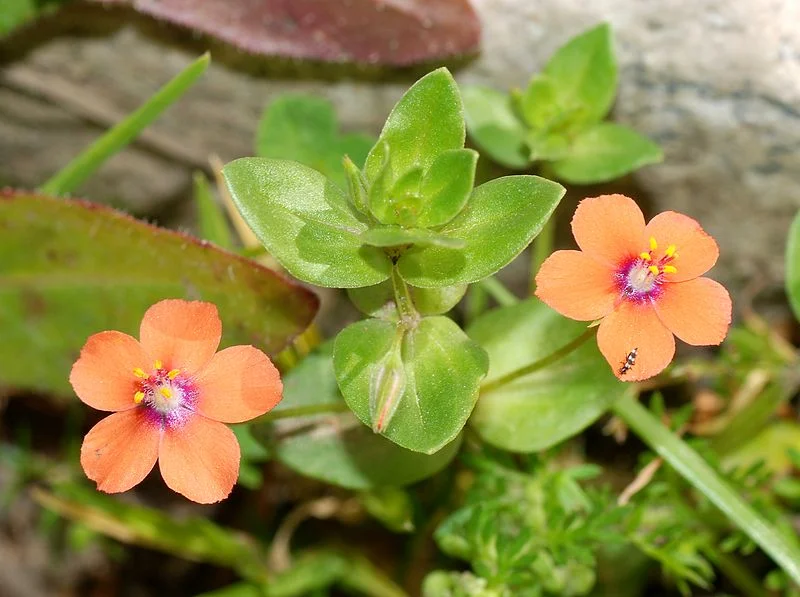 Scarlet Pimpernel (Anagallis arvensis) non-native weed in California