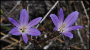 Santa Rosa Basalt Brodiaea (Brodiaea santarosea)