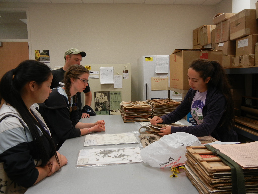 Student Margaret Starbuck demonstrates how to use a plant press. Plant samples are placed in folds of newspapers, placed between blotting paper and cardboards and then placed in the wooden press which is tightened with straps. Photo: E. Dean .