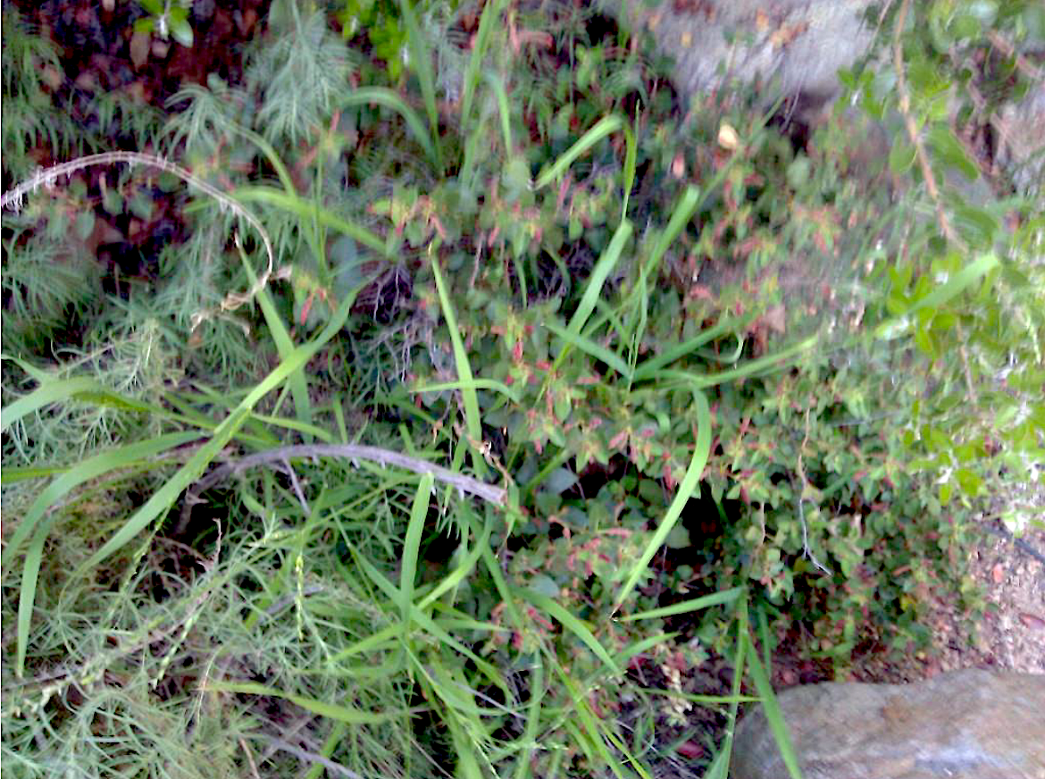 Figure 2. African veldt grass "planted" by Argentine ants marks the location of a nest in the roots of this rare California Copperleaf.