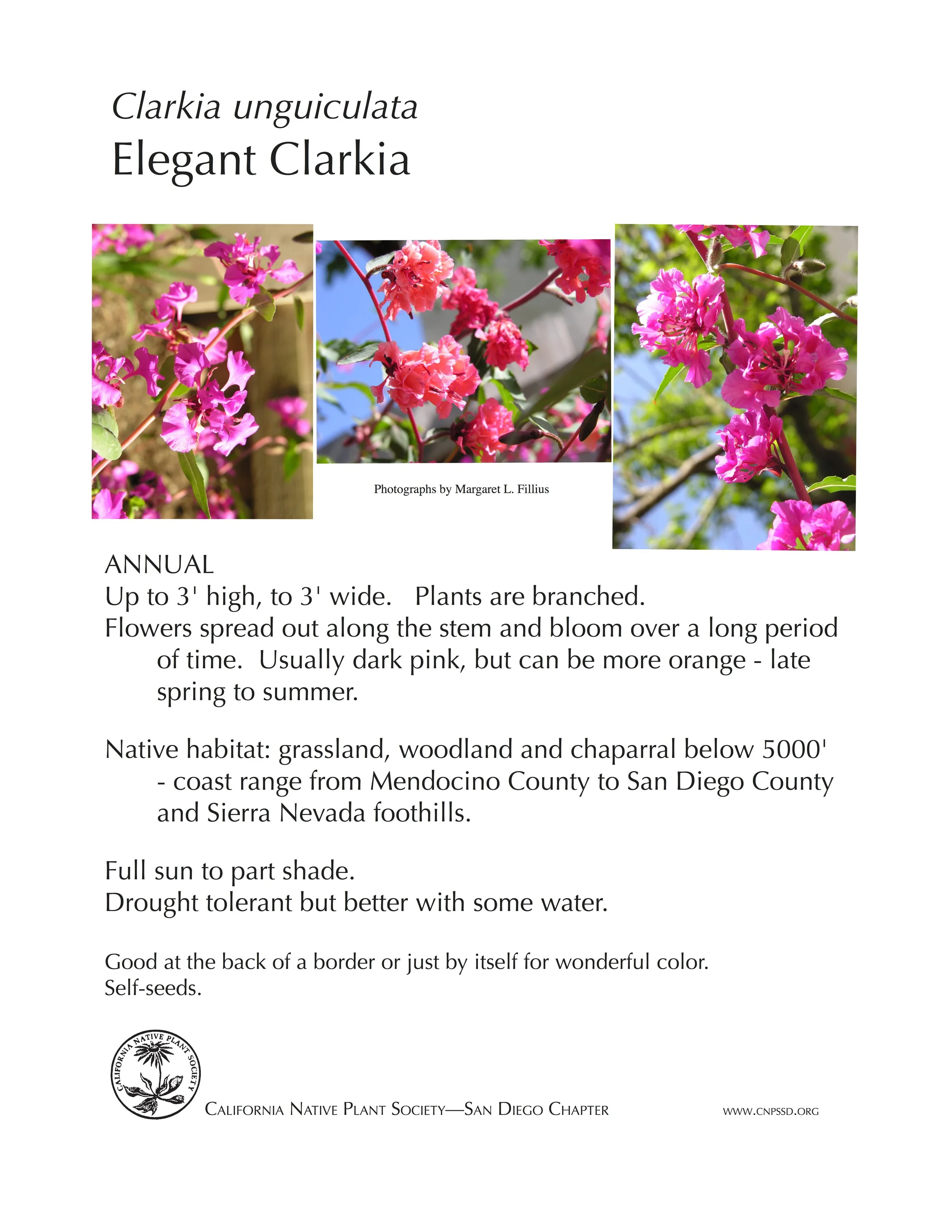 clarkiaunguiculata copy.jpg