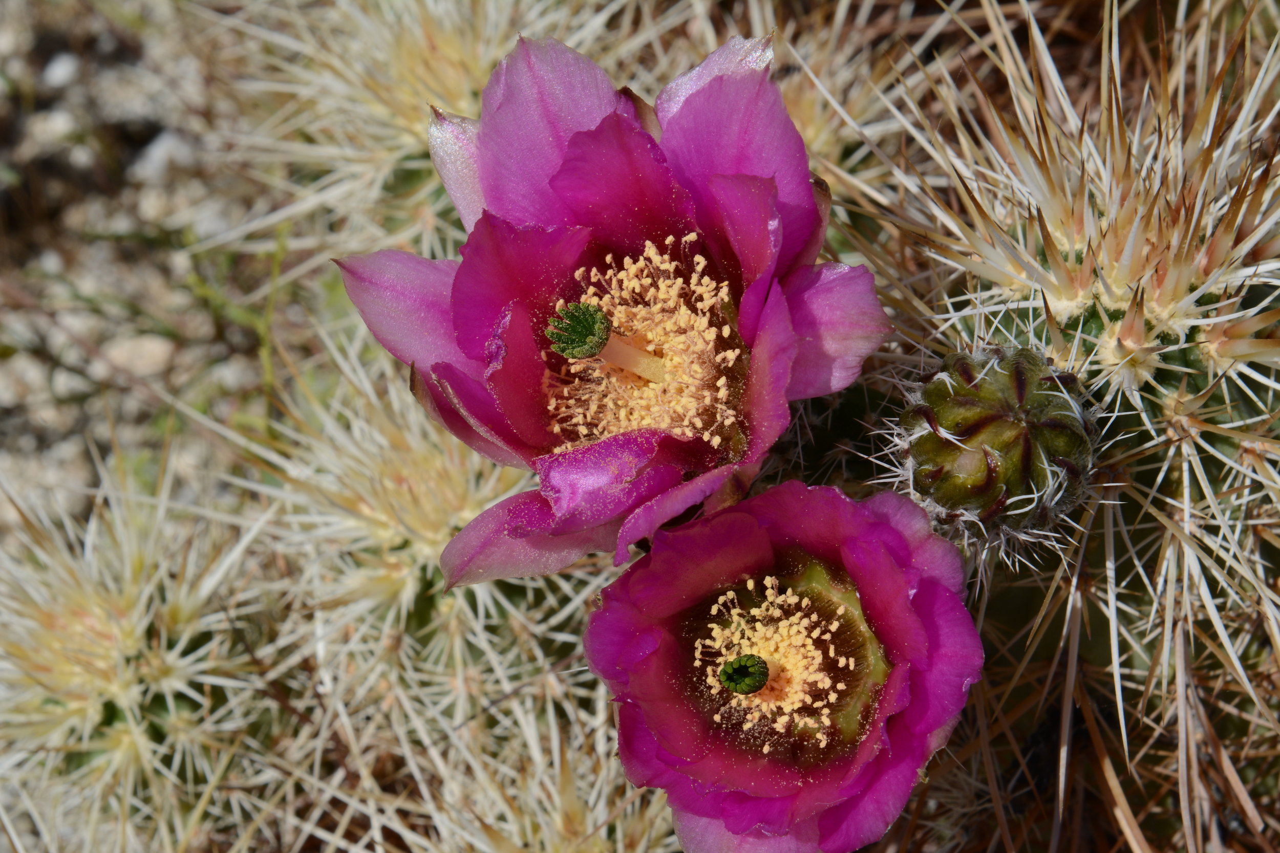 Echinocereus engelmannii 