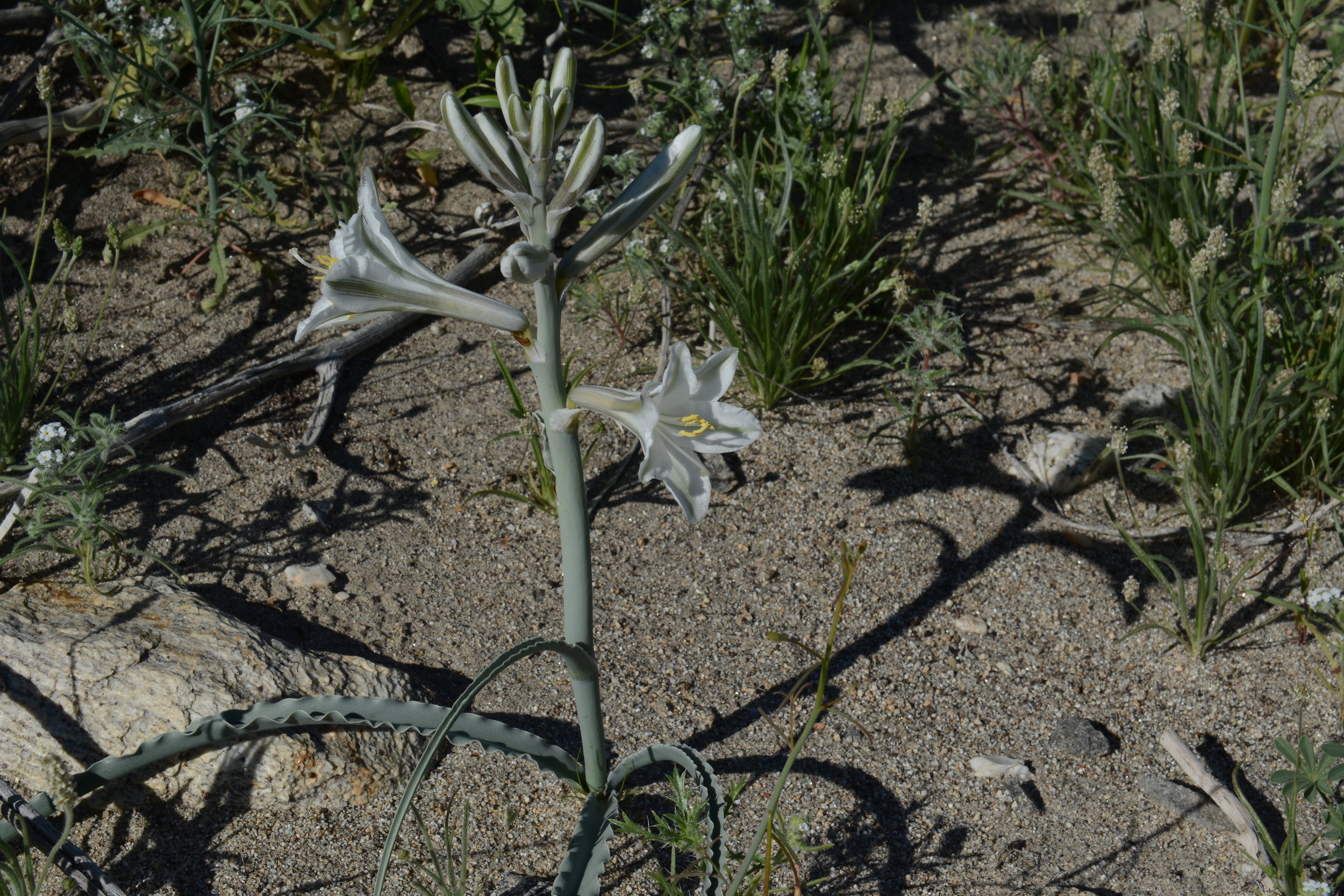 Hesperocallis undulata